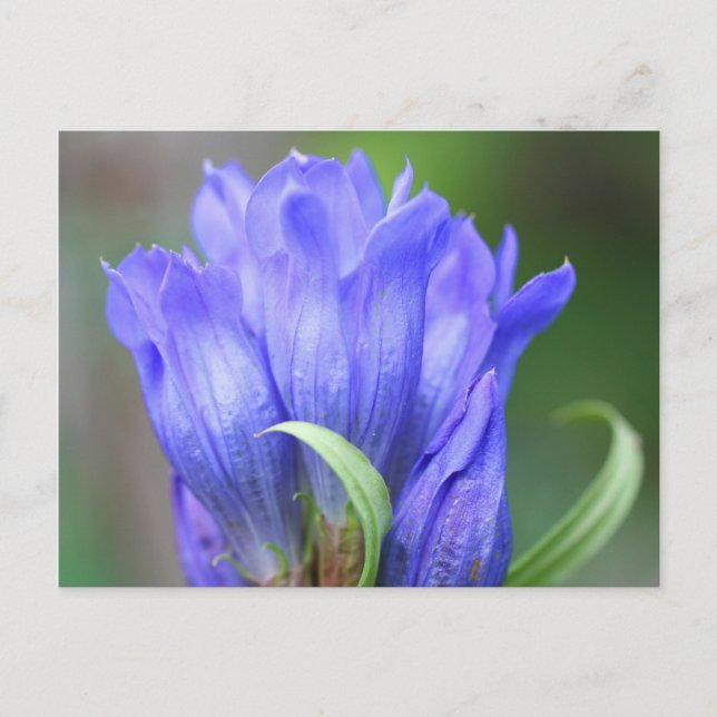 Blått Gentian-vykort för Blomsterfotografi Vykort (Framsida)