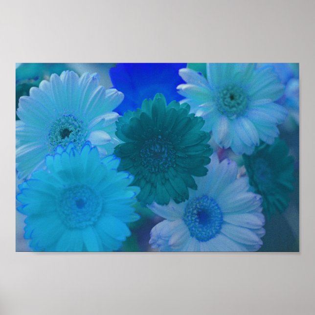 Blått Gerbera Daisy Flowers Wall Art Print Poster (Framsidan)