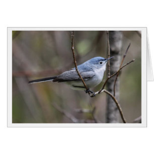 Blått-grått Gnatcatcher Hälsningskort