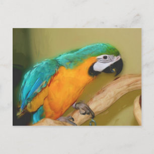 Blått Guld Macaw Parrot Painting Animal Postcard Vykort