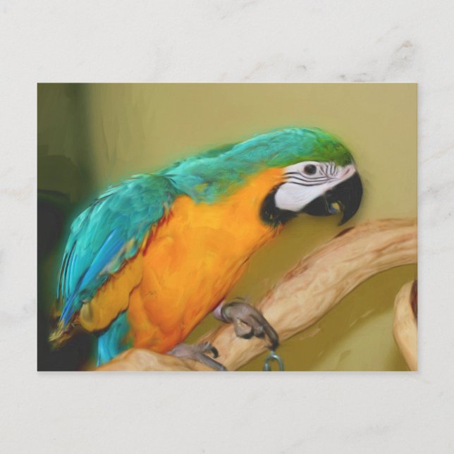 Blått Guld Macaw Parrot Painting Animal Postcard Vykort (Framsida)