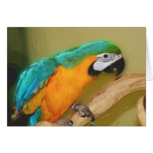 Blått Guld Macaw Parrot Parot-djurkort OBS Kort