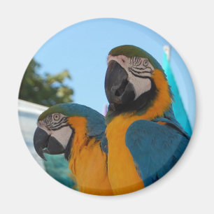 Blått- & guldMacaw Magnet