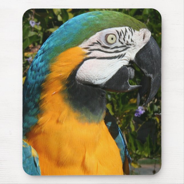 Blått- & guldMacaw Mousepad Musmatta (Framsidan)