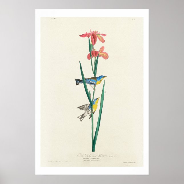 Blått Gult tillbaka Warbler by Audubon Poster (Framsidan)