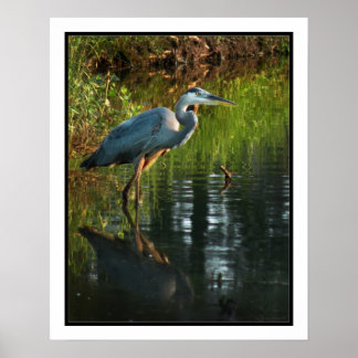 Blått Heron Poster Skriv ut