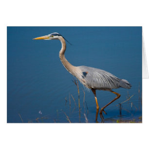 Blått Heron Wading Card Hälsningskort