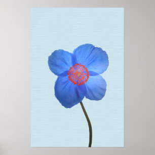 Blått Himalayan-diskettblomma Poster Skriv ut
