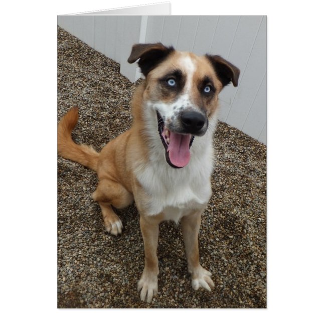 Blått hundfotokort - hälsningskort (Framsidan)