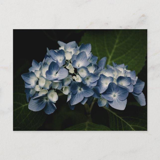 Blått Hydrangea 8514 vykort (Framsida)