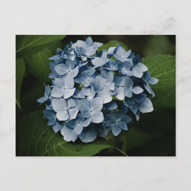 Blått Hydrangea 8515-vykort Vykort (Framsida)