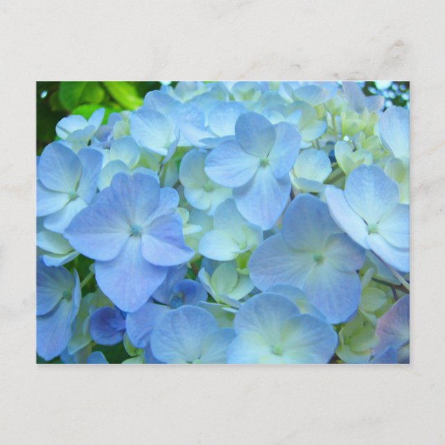 Blått Hydrangea Blommor vykort Blommigt-vykort (Framsida)