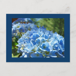 Blått Hydrangea Blommor vykort Lägg till text