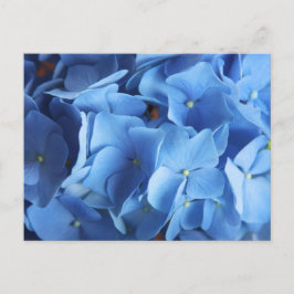 Blått Hydrangea-Blomsterfotografi vykort