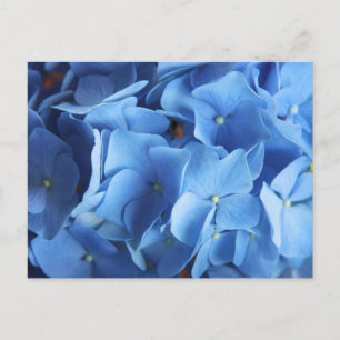 Blått Hydrangea-Blomsterfotografi vykort