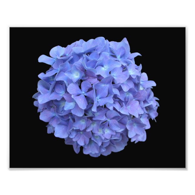 Blått Hydrangea Bloom-foto Fototryck (Framsidan)