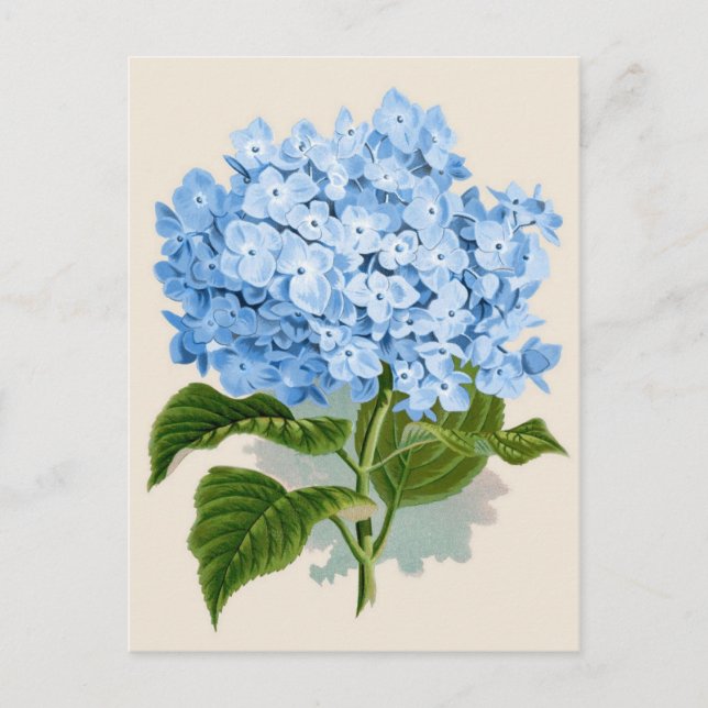 Blått Hydrangea Botaniskt tryck Vykort (Framsida)