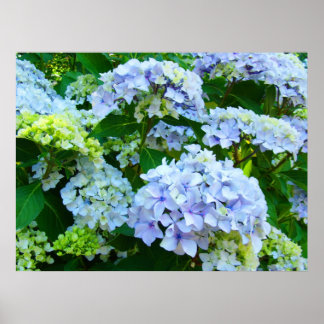 Blått Hydrangea Flowers art skriver ut botaniskt G Poster