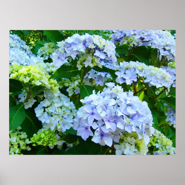 Blått Hydrangea Flowers art skriver ut botaniskt G Poster (Framsidan)