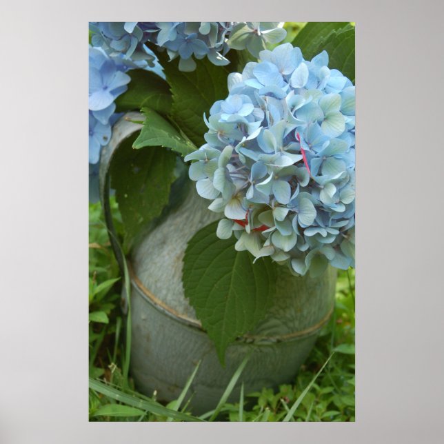 Blått Hydrangea med Pitcher Poster (Framsidan)