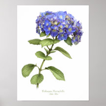 Blått Hydrangea Original Art Print
