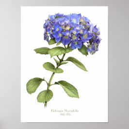 Blått Hydrangea Original Art Print Poster