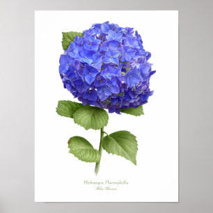 Blått Hydrangea Original Art Print Poster
