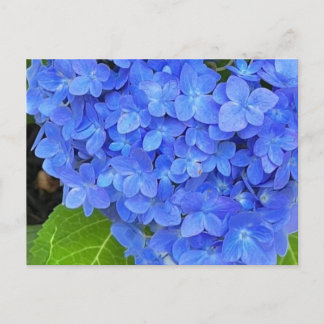 Blått Hydrangea-vykort Vykort