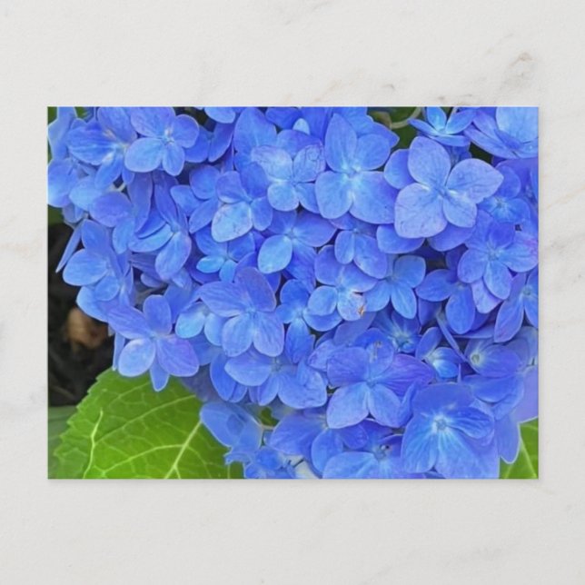 Blått Hydrangea-vykort Vykort (Framsida)
