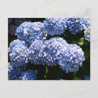 Blått Hydrangea-vykort Vykort