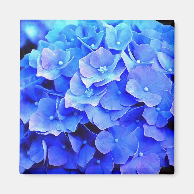 Blått Hydrangeus-kylskåp, magnet (Framsidan)