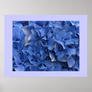 Blått Hydrangeus Skriv ut Poster