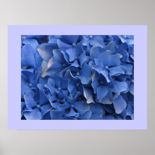 Blått Hydrangeus Skriv ut Poster (Framsidan)