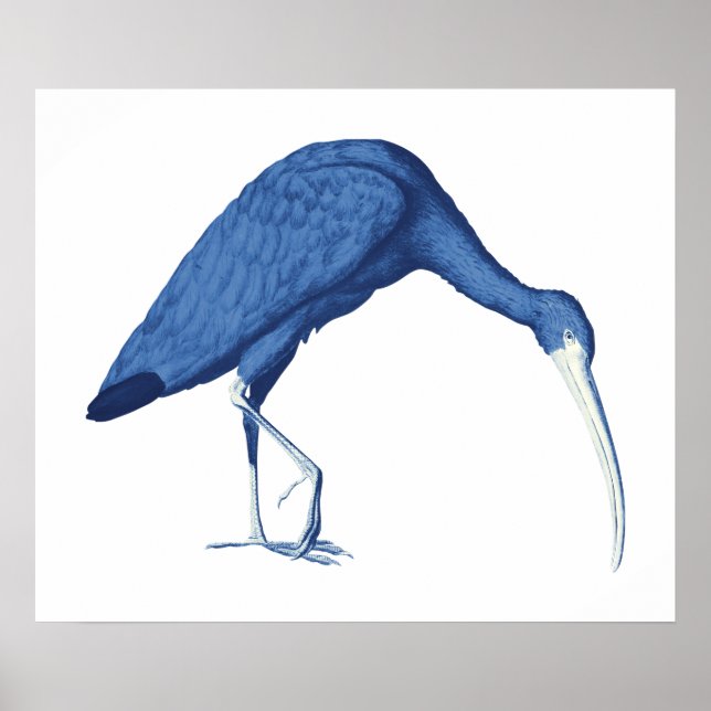 Blått Ibis-vintage, illustration Poster (Framsidan)