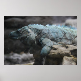Blått Iguana-utskrift Poster