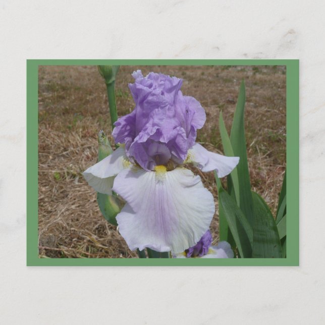 Blått iris-vykort. vykort (Framsida)