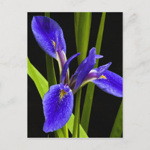 Blått Iris-vykort Vykort
