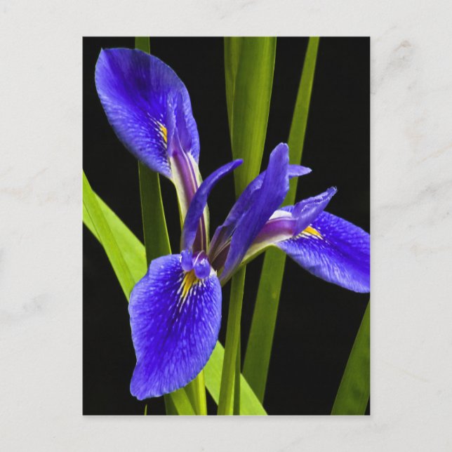 Blått Iris-vykort Vykort (Framsida)