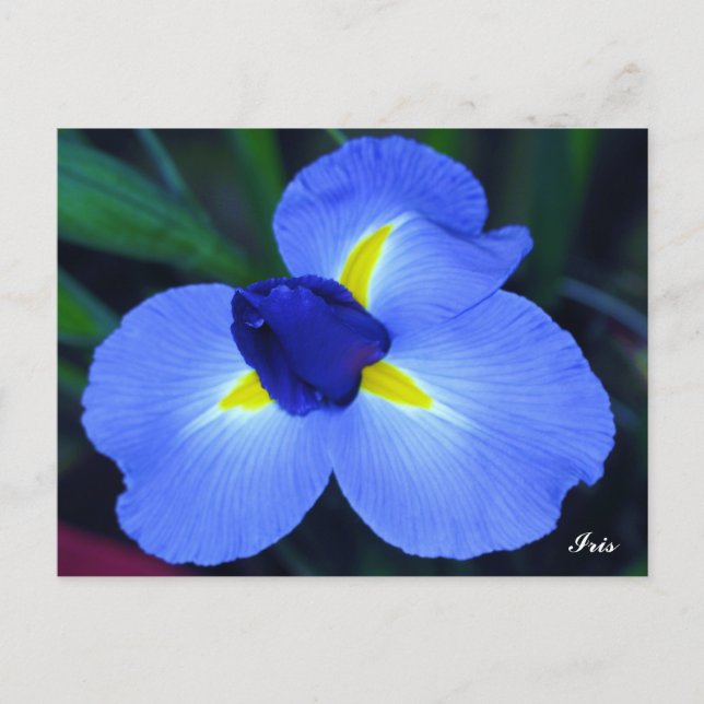 Blått Iris-vykort Vykort (Framsida)