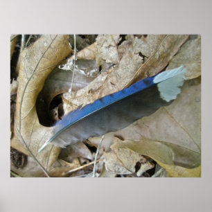 Blått Jay Feather Coordinating Items Poster