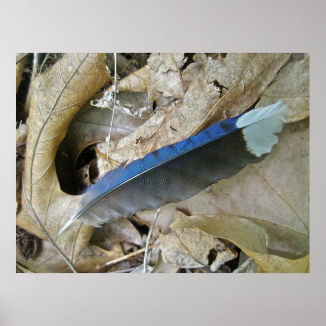 Blått Jay Feather Coordinating Items Poster (Framsidan)