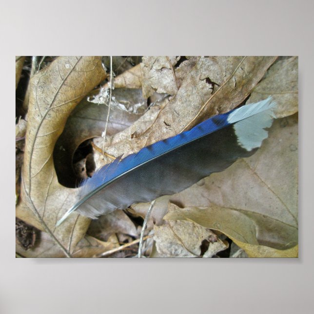 Blått Jay Feather Coordinating Items Poster (Framsidan)
