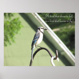 Blått Jay fotograferar den inspirera Poster