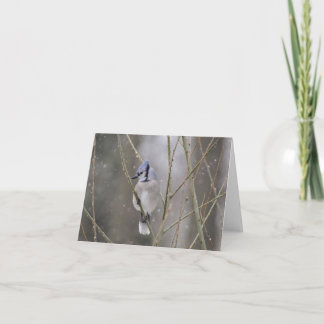 Blått Jay i snön Kort