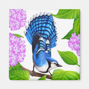 Blått Jay i vanlig hortensiafågelmagnet Magnet