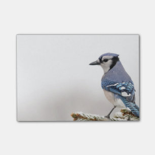 Blått Jay i vinter Post-it Block