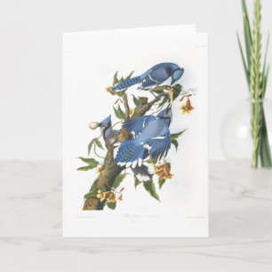 Blått Jay, John James Audubon Kort