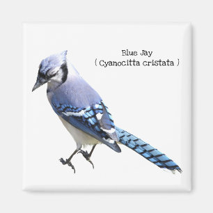 Blått Jay Magnet
