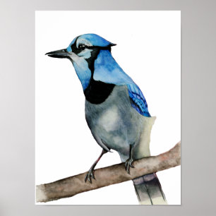 Blått Jay på grenvattenfärgmålning Poster