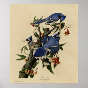 Blått Jay Poster